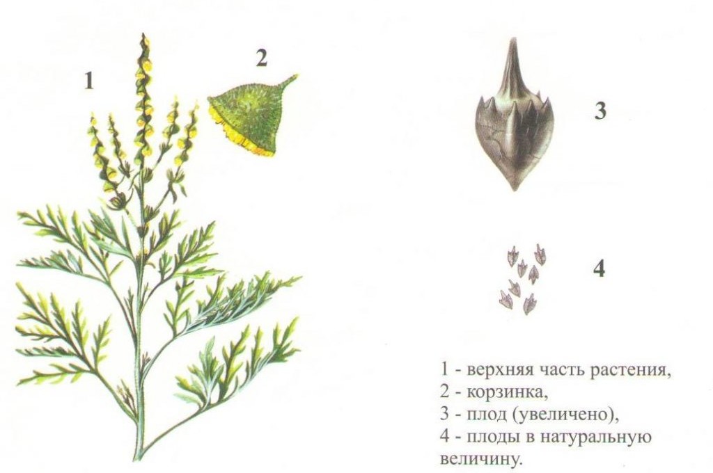 Строение амброзии